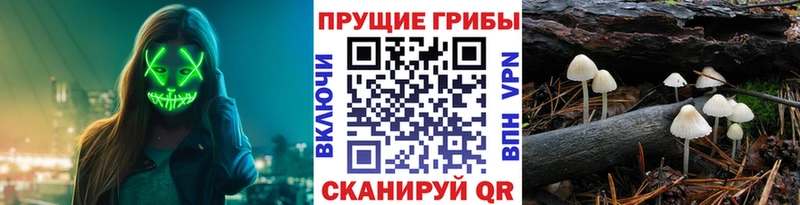 купить  сайты  Снежинск  Псилоцибиновые грибы мухоморы 